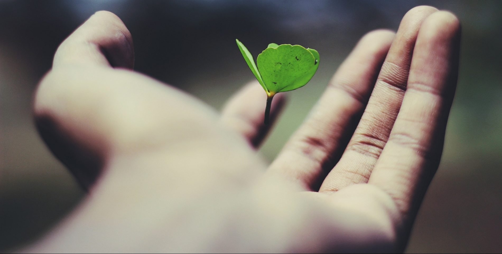 GrowthPalmofHandL