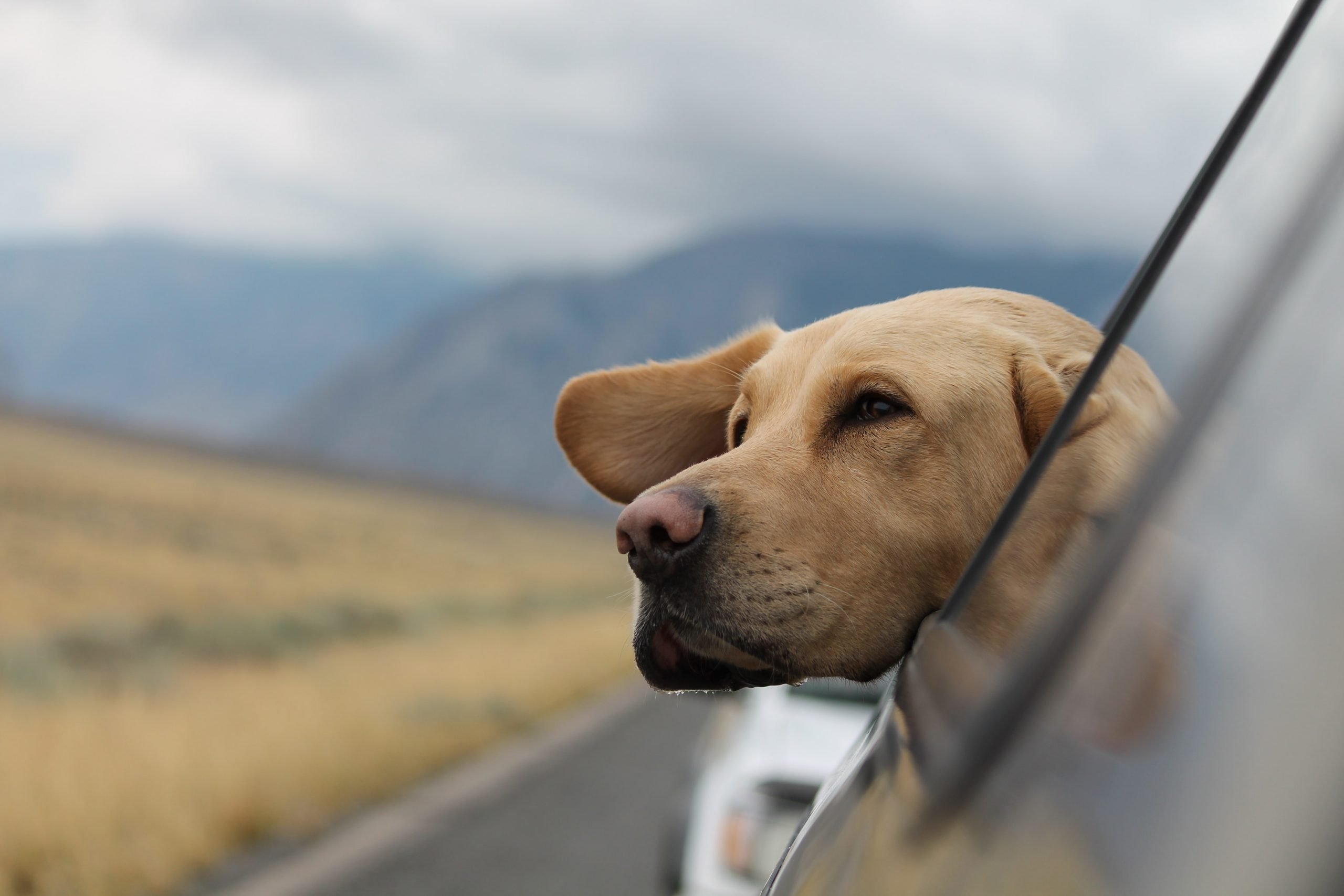 CNYDogCarLab