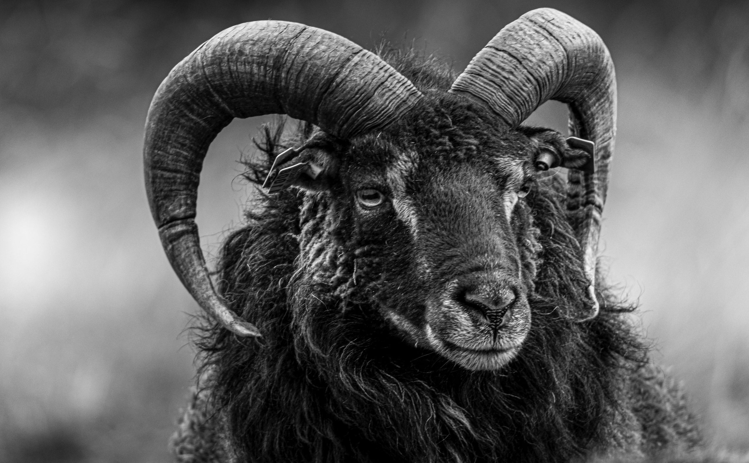 CNYSheepBlack
