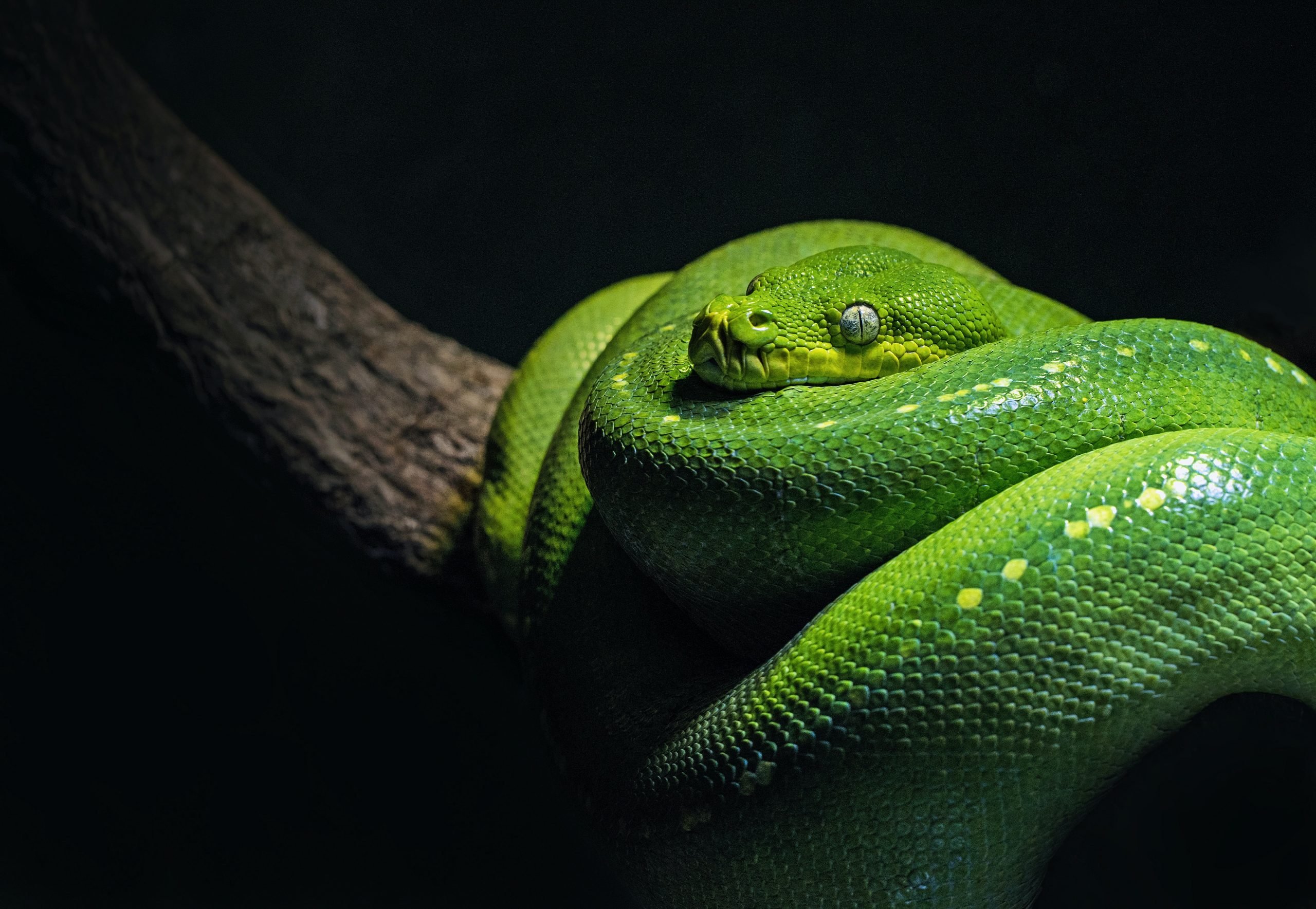 CNYSnake