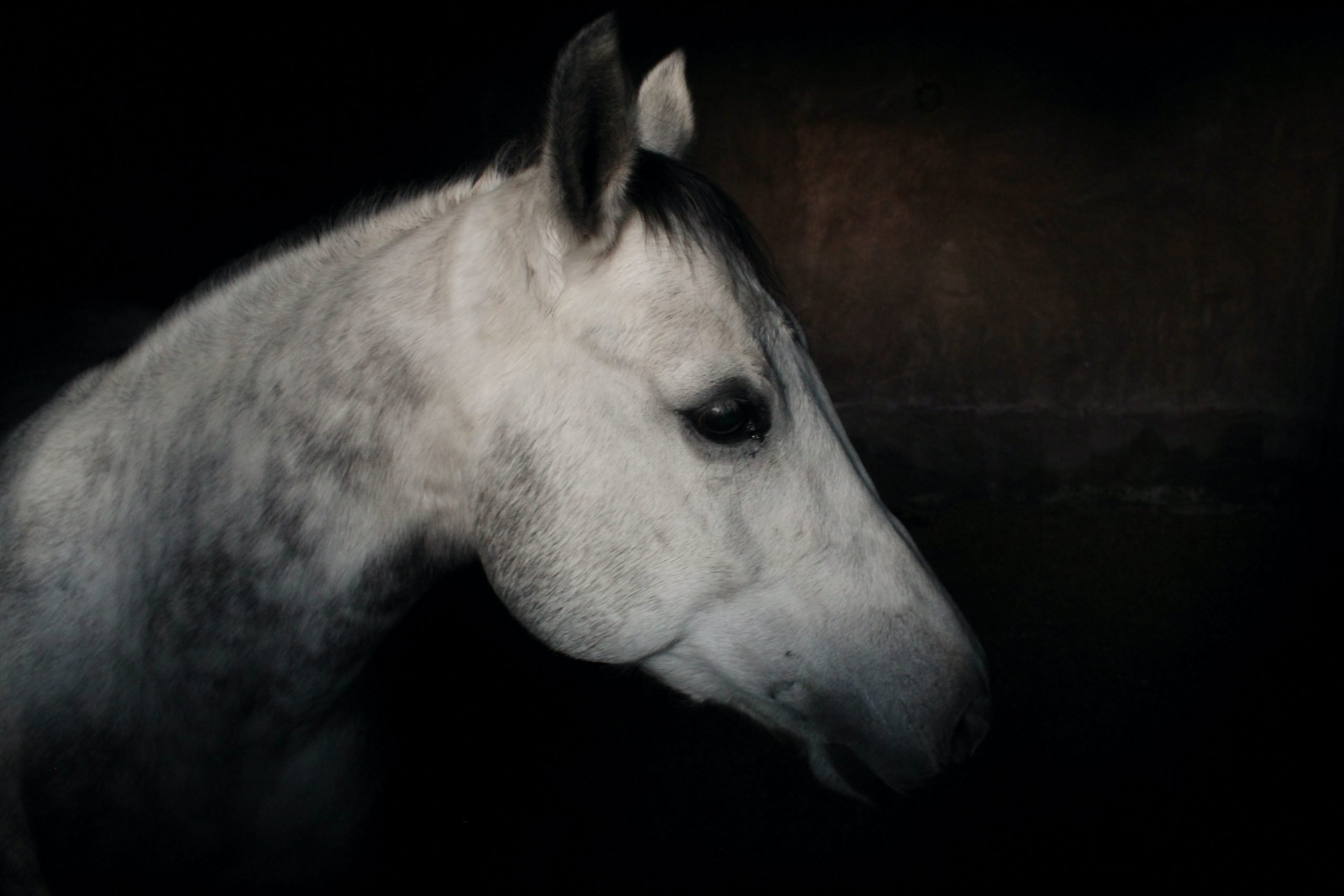 CNYWhiteHorse