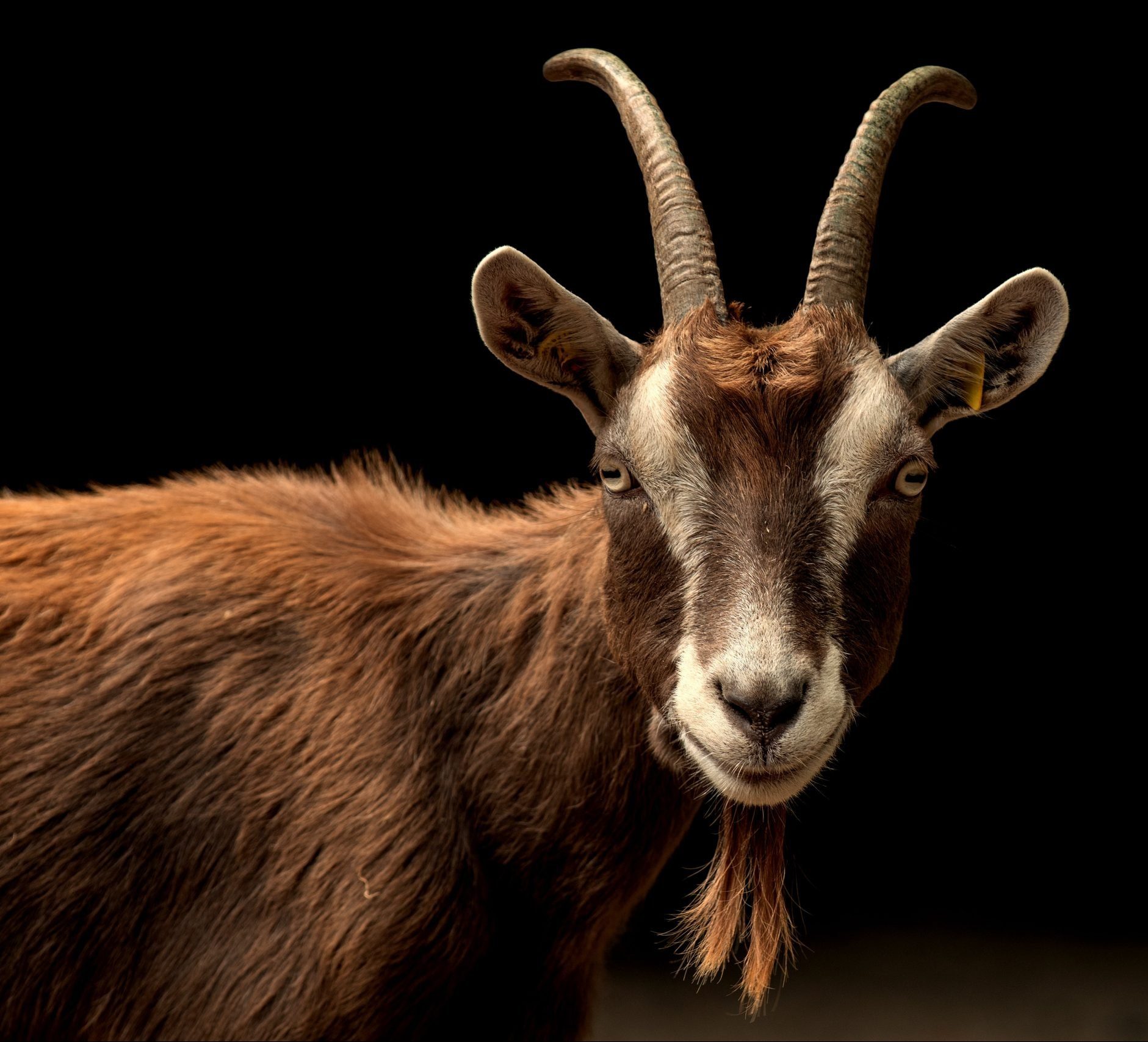 SignCapricorn
