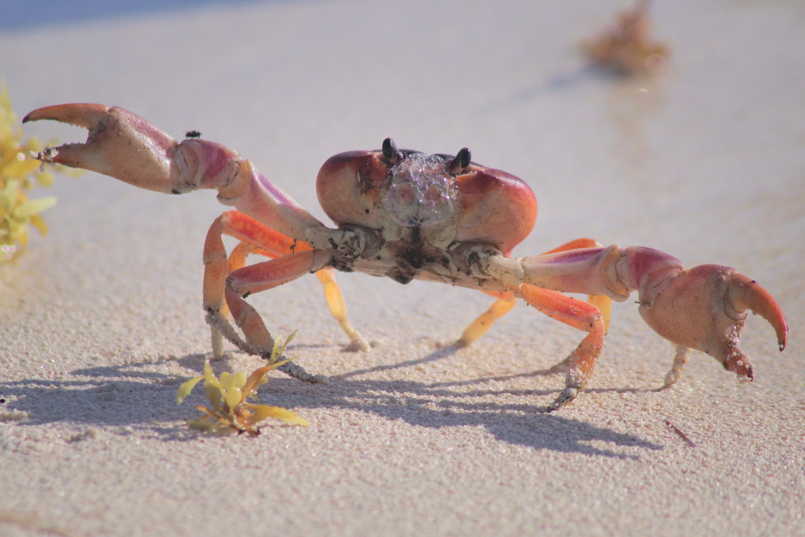 SignCrab