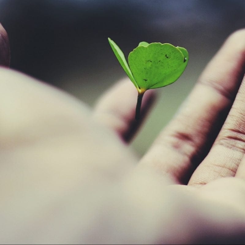 A hand gently holds a small, green plant with two leaves against a blurred background.