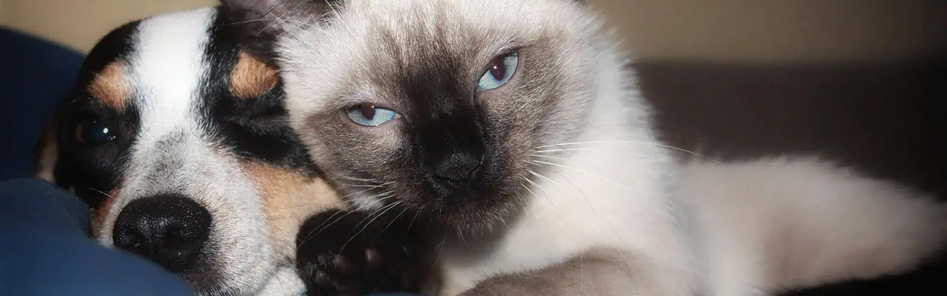 01 Making of you EP15 the making of charity with spca